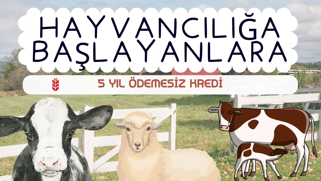 Hayvancılık Kredisi 2025 Yılı Şartları Ziraat Bankası